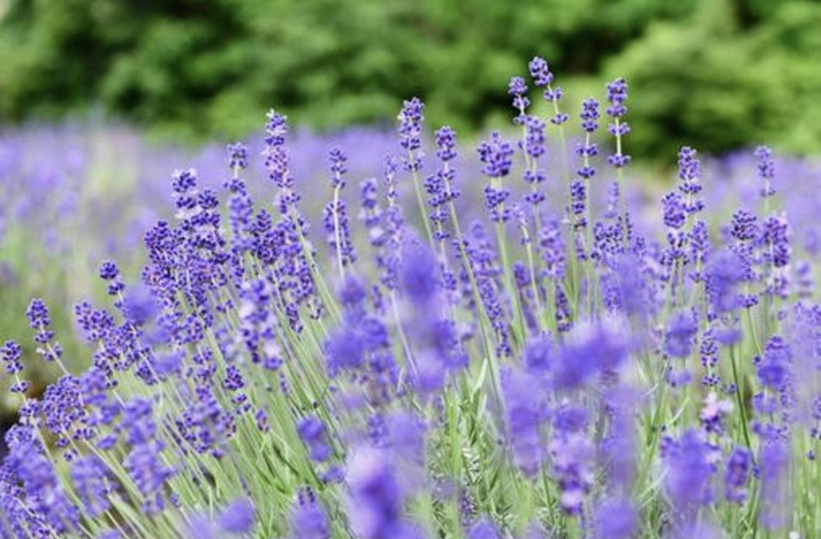 色々な理由で疲れているあなたに…香り3タイプ診断！